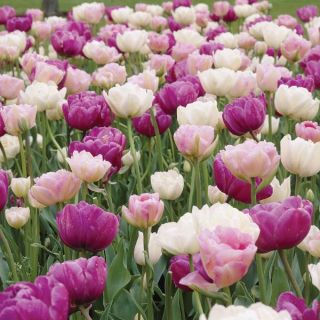 Frills & Thrills Double Tulip Blend Thumbnail
